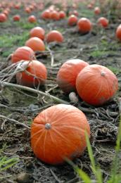 Pumpkins